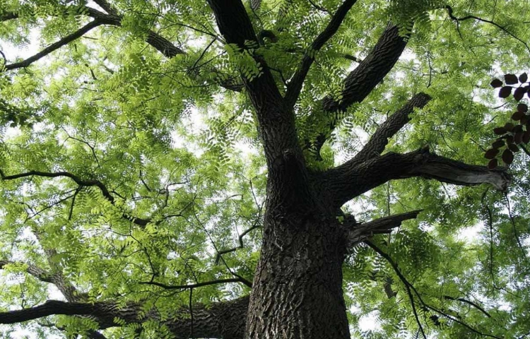 Lim là loài cây quý hiếm, cao lớn cho ra gỗ có chất lượng cao
