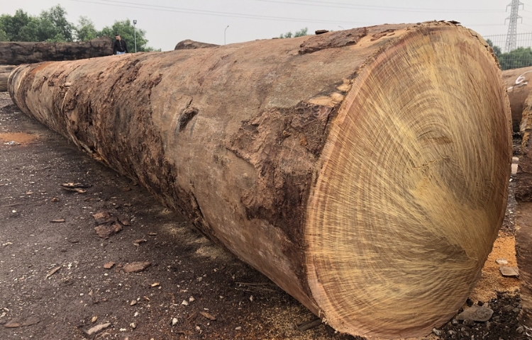 Lim là loài cây quý hiếm, cao lớn cho ra gỗ có chất lượng cao