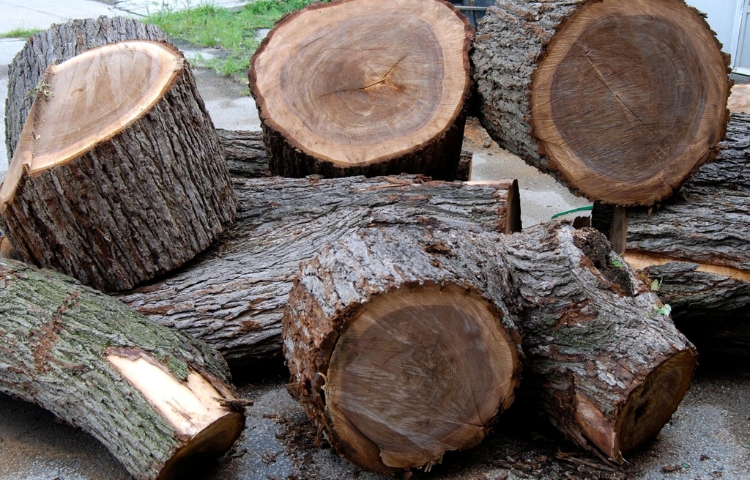 Trong 3 loại, gỗ óc chó Bắc Mỹ là loại phù hợp để làm nội thất nhất