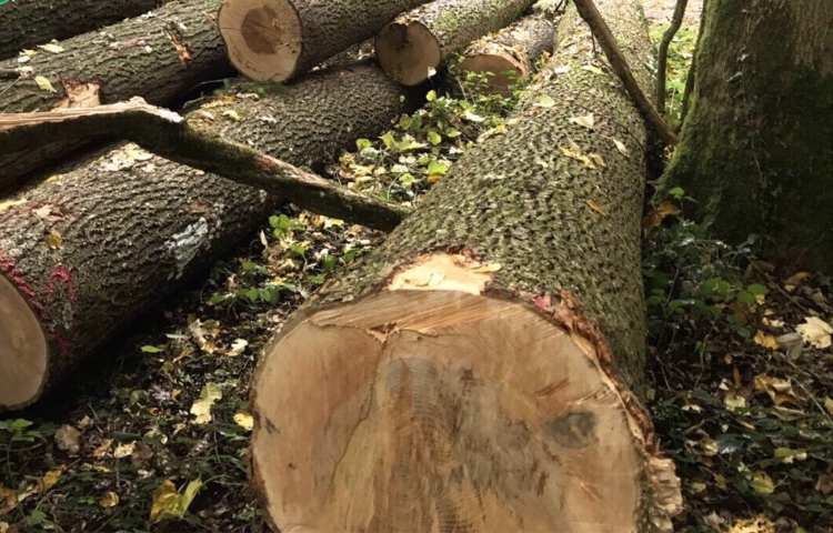 Bên cạnh những ưu điểm, gỗ Ash vẫn sở hữu những nhược điểm